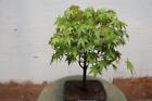 Green Japanese Maple Bonsai Tree (Small)