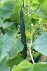 30 Chinese/Japanese Long Cucumber Seeds