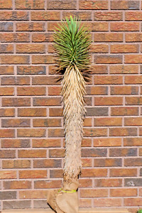 4ft JOSHUA TREE, DESERT PLANT, LEGALLY HARVESTED & TAGGED, YUCCA BREVIFOLIA