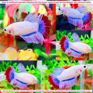 White Pink Marble Halfmoon Female - IMPORT LIVE BETTA FISH FROM THAILAND