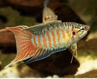 3 Beautiful Paradise Fish (Macropodusopercularis) Live Fresh Water Fish