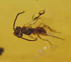 Hymenoptera (Wasp), Fossil Insect inclusion in Burmese Amber