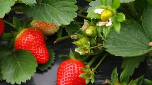 150+ Red Strawberry Seeds for Big Fruit - USA Grown - Perennial Container Garden