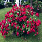 JAPANESE RED ROSE BUSH FLOWER SEEDS Rosa Rugosa Rubra Garden Hardy Flower Plant
