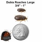 Dubia Roaches Large 3/4