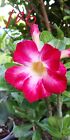 Desert Rose Plant (Adenium obesum) Young Plants 12 To 18 Inches