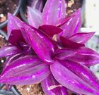 New ListingLive Rare Burgundy wandering jew plant Tradescantia CUTTINGS fast shipping