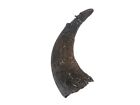 One Large #3 Grade Real North American Buffalo Horn (576-LM3-AS) Y3K
