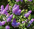 (SET OF 2) TWO YEAR OLD LIVE Lilac Bush/Shrubs 1 1/2- 2 Ft Tall