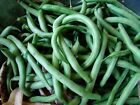 Green Bean Seeds, Blue Lake Bush 274, NON-GMO, Variety Packets Sold, FREE SHIP