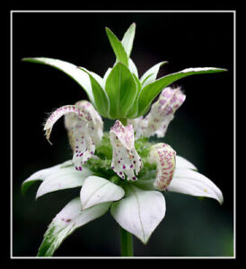 beebalm, SPOTTED BEE BALM 320 seeds RARE PERENNIAL white flower