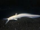Albino Plotosus Canius 13-15” Live Tropical Fish