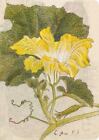 Japanese Squash Blossom Lined Paperback Journal: Blank Notebook with Pocket
