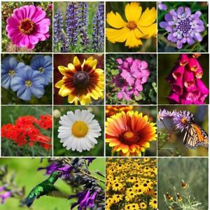 ALL PERENNIAL Wild Flower Mix.  Pollinator Food, Garden Heirloom, 1200+ Seeds
