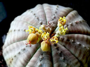 Female Euphorbia Obesa
