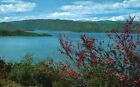 Postcard CA Lake County Clear Lake Red Bud on Shores Chrome Vintage PC f1287