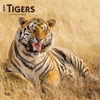 Browntrout,  Tigers 2024 Wall Calendar