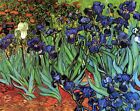 Irises by Vincent Van Gogh art painting print