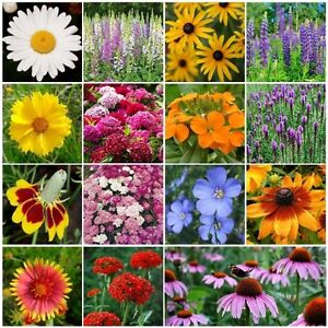 All Perennial Wildflower Mix, 15 Species Flowers, Variety Packet-Size, Easy Grow