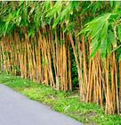 60 PLUS Golden bamboo seeds  (Phyllostachys Aurea)