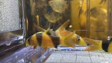 3 pack Clown Loach - Chromobotia macracanthus -(3x) Live Fish 1.75”-2” Size