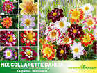 40+ Seeds|  Mix Collarette Dahlia Perennial Seeds  #D047