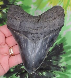 New ListingMegalodon Sharks Tooth 5