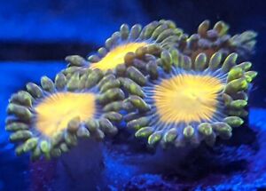 Yellow Brick Road Zoa 2 Polyp Frag, Free Shipping on orders over $85
