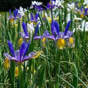 Mixed Dutch Diva Iris Flowers - 45 Bulbs - Beautiful Bright And Colorful Flowers