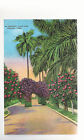 In Country Club Park   Havana  Cuba  Unused  Linen Postcard 8224