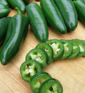 Jalapeno Pepper Seeds, HOT PEPPER, NON-GMO, JALAPENO POPPERS, FREE SHIPPING