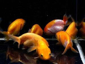 3 Live Fish Goldfish - Assorted Ranchu Goldfish 2