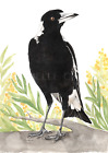 Australian Magpie and Wattle Print - watercolour australian bird prints