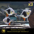 3x Myleus Blackberry Silver Dollar - M. schomburgki -Live Fish  (2-2.25