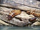 4 pairs E.Javanica Hissing roach,dubia alturnative, reptile feeder insect school