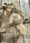 Pair Of Flying Ringneck Rooster Pheasant Taxidermy Stuffed Wall Mount Mancave