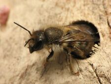 SALE: Mason bee cocoons for EASTERN USA: hand-cleaned pollinators for spring