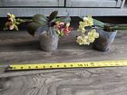 Lot Of 2 RESCUE Phalaenopsis Orchids In Bloom 1 Is Super Fragrant 2nd Is PELORIC