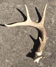 KENTUCKY WHITETAIL DEER RIGHT ANTLER 4 POINT SHED!!