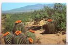 Scenic Barrel Cactus Desert Postcard Old Vintage Card View Standard Souvenir PC