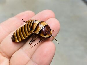 Madagascar Halloween Hissing Cockroaches (E. Javonica) | 2 Adult Females