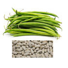 Blue Lake BUSH Beans | Non-GMO | Heirloom | Bulk Garden Seeds