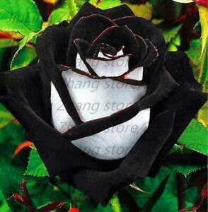 (10) RARE BLACK ROSE SEEDS perennial flower garden bush tea USA SELLER W/TRACK