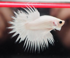 New ListingLive Betta Fish White Platinum Crown Tail Male 2.5 M Quality Grade from Thailand