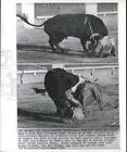 1965 Press Photo Bull Fighting - Gines Picazo Outfoxed by Bull Twice in Madrid