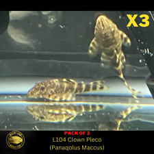 3x L104 Clown Pleco - Panaqolus Maccus - Live Fish (One Item) (1.75