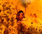 Super RARE Tick with Dried Blood in Burmite Amber Fossil Dinosaur Age