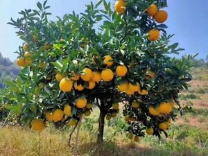 23 Sweet Orange Tree Seeds