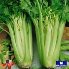 Celery Seeds - Tendercrisp Non-GMO Heirloom Non-GMO Heirloom Garden