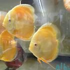 Albion Golden Discus 5 Inch Tropical Live Fish
